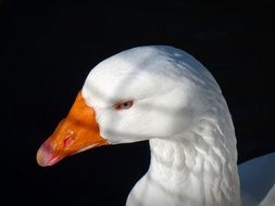 white Goose close-up portrait