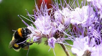 closeup picture of bumblebee on blossom Wild Flower