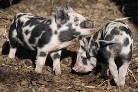 black and white pigs