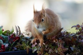 red squirrel on the autumn leaves on the balcony