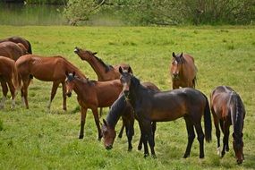 herd of horses grazing on the green grass