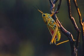 Grasshopper cricket