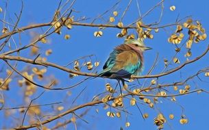 cute Songbird on tree portrait