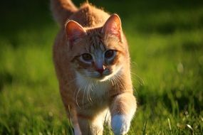 young red tabby cat
