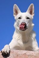 adorable white Shepherd Dog portrait
