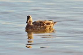 brown duck is reflected in the waters of the lake