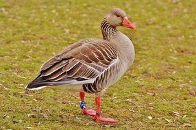 Goose is a water bird that floats on the lake