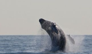 jumping humpback whale in wildlife