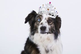 Funny Purebred Dog with Crown portrait