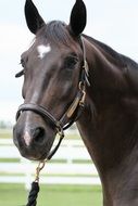 dark brown horse in a stable