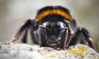 bee collects nectar close-up