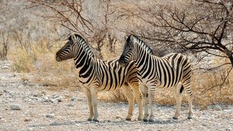 two zebras in the desert in Africa