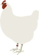 white chicken as an illustration
