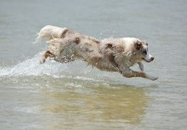 Dog jumping in the water