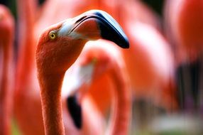 photo of pink flamingo with a long neck