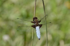 blue dragonfly on a blurred background