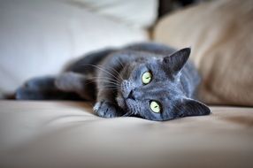 gray cat on the sofa