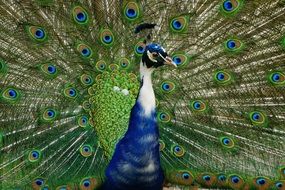 Photo of Beautiful Peacock