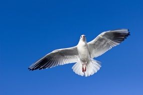 seagull with a beautiful wingspan in the blue sky