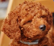 cute poodle puppy