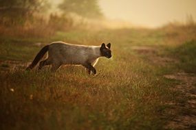 siamese cat walking in the evening