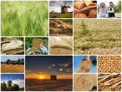 collage with agricultural motifs