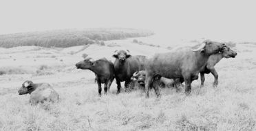 Pasture Black And White photo