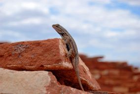 a small lizard climbs on the stones