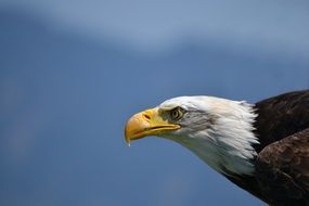 profile portrait of a white tailed eagle