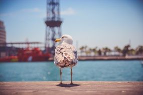 Seagull bird in port