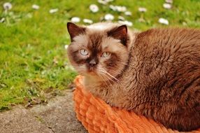 pedigreed cat sitting on a cushion on the grass