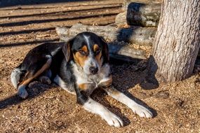 the dog lies near the tree