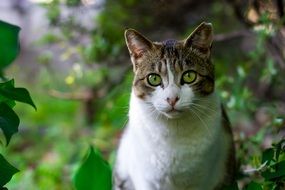 cat with green eyes and white breast outdoor