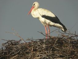 stork in a nest made of branches close up