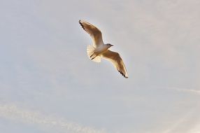 seagull soaring over Lake Constance