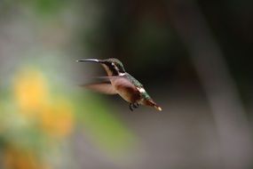 little bird flying on blurry background