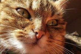 Thoughtful Cat