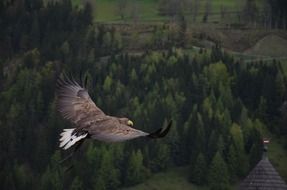 Adler flies over the trees
