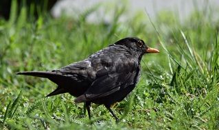 black bird is looking for worms in the grass