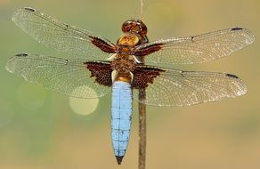 Colorful dragonfly on plant