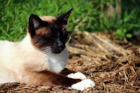 Colorful dreamy Siamese cat on the plants