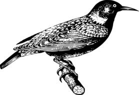 Bird Starling as black and white illustration