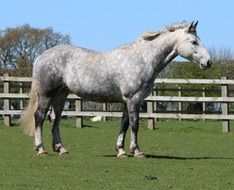 grey Hose in corral