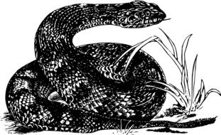 painted black reptile