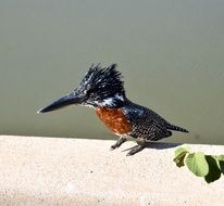 picture of Giant Kingfisher Bird