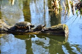 Water Turtles