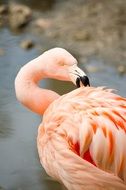 pink flamingo cleans feathers at the zoo