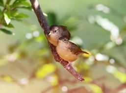 birds on a thin branch of a tree