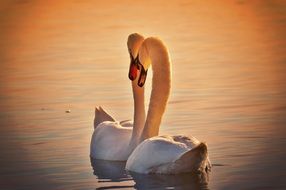 couple of swans on the Lake Constane