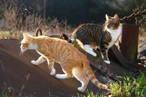 two cats outdoor